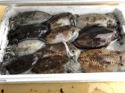 2018年5月23日(水)国分大敷水揚げ状況