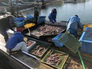 2018年5月24日(木)国分大敷水揚げ状況