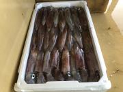 2018年5月27日(日)国分大敷水揚げ状況