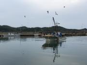 2018年5月28日(月)国分大敷水揚げ状況