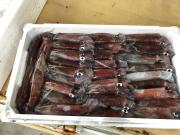 2018年5月29日(火)国分大敷水揚げ状況