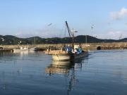 2018年6月1日(金)国分大敷水揚げ状況