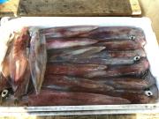 2018年6月4日(月)国分大敷水揚げ状況