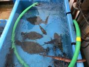 2018年6月5日(火)国分大敷水揚げ状況