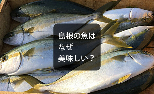 島根の魚はなぜ美味しい？